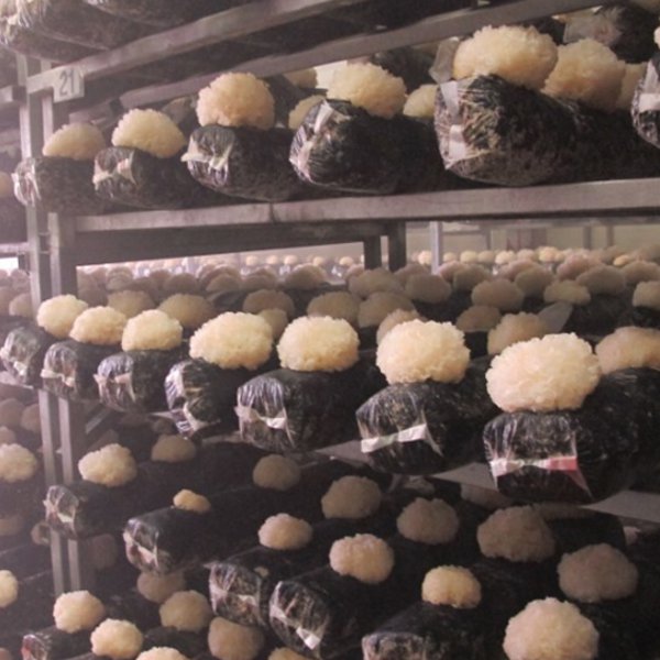 햇살들 무농약 국내산 흰목이버섯 통건조 100g