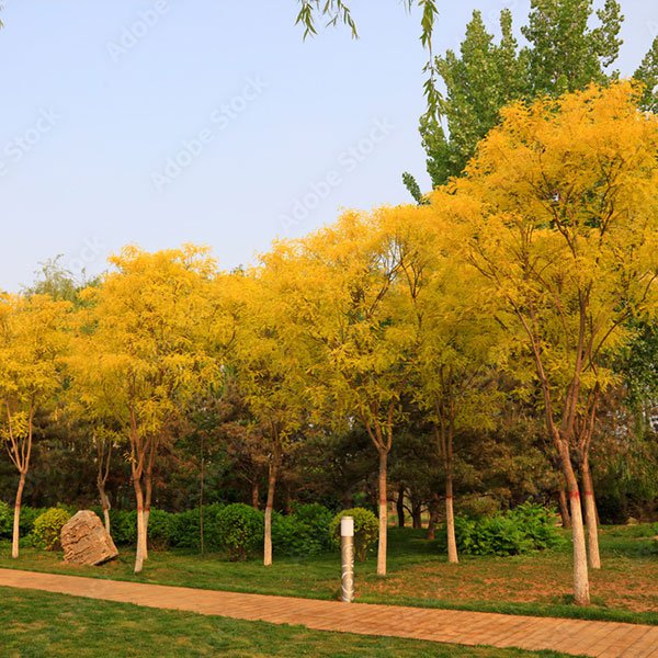 황금회화나무 H1.2m전후 묘목