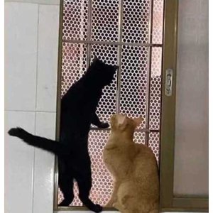 [해외]베란다 보호망 고양이보호 안정망 5m 케이블타이 100개 무료