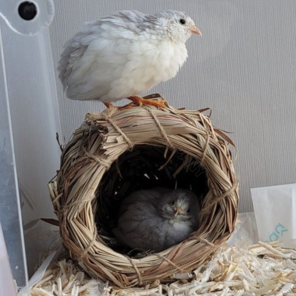 수제 항아리둥지 잉꼬 핀치 소형새 미니 메추리 병아리 다람쥐 햄스터 새장꾸미기 새둥지 - 인터파크 수제 항아리둥지 잉꼬 핀치 소형새 미니 메추리 병아리 다람쥐 햄스터 새장꾸미기 새둥지 - 인터파크