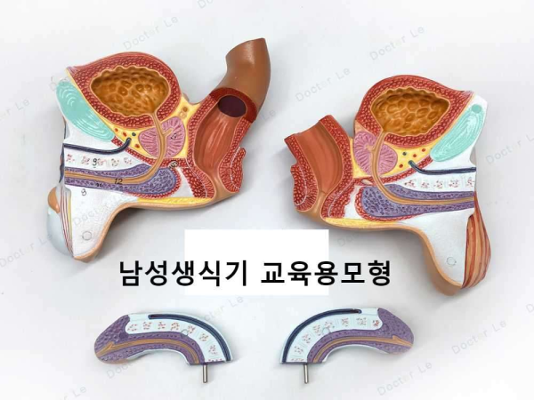 남성 생식기 모델